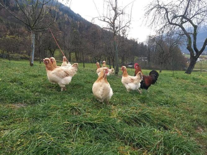 Holiday On An Organic Farm In Hart Im Zillertal Eksteriør bilde